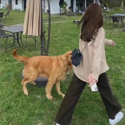 我的爸爸是乞丐